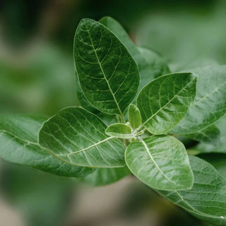 Ashwagandha Pflanze