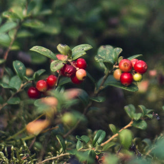 Bayas en la naturaleza