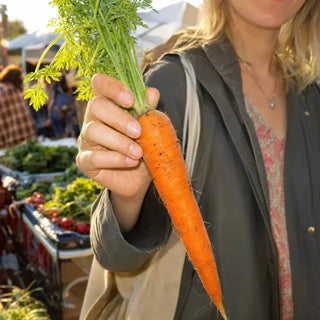 Vitamin A Lieferant Karotte