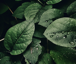 Hojas verdes con elementos naturales.